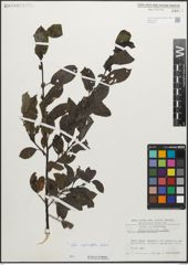 Foto von Salix myrsinifolia Salisb.